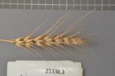Click for 1 image(s) for this accession. Spike